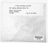 Taphrina deformans image